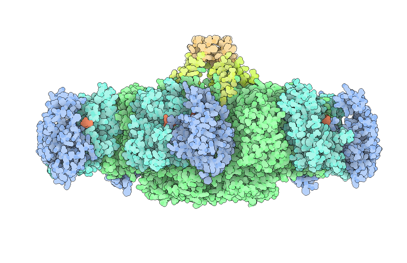 Péptido anclando sobre el receptor de transferrina